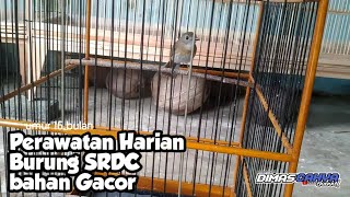 Perawatan Harian Burung SRDC ( Tledekan Jati) Bahan Gacor