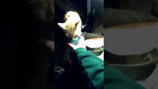 Khoshekh tries to flood the house