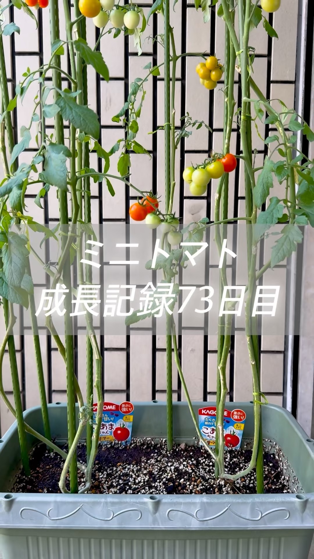 ミニトマト】こあまちゃん成長記録73日目🍅#ミニトマト#家庭菜園
