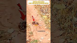 Pria ini menemukan seekor anak harimau yang terlantar di tengah hutan, lalu menyelamatkannya