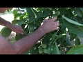 Chandler Walnut Trees - Canceviz LTD. (Russian) - Саженец грецкого ореха