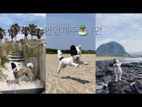 강아지랑 일주일동안 제주도 뿌시기 #안영제주🏝 1편