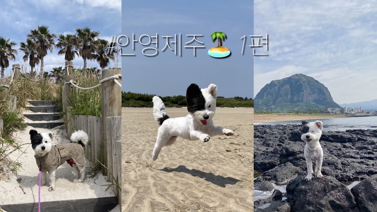 강아지랑 일주일동안 제주도 뿌시기 #안영제주🏝 1편