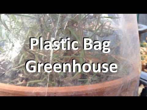 וִידֵאוֹ: גידול צמחים מתחת לשקיות פלסטיק - כיצד להשתמש בשקית פלסטיק כחממה