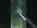 Tiny Kingfisher in the Wild | Stunning Nature Bird Photography 🐦🌿 #birds #winterbirds #wildbirds