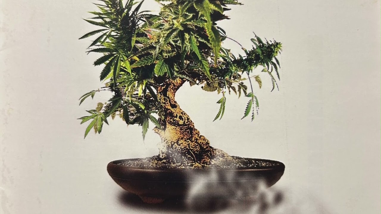 Why Do Fools Fall In Love - HOME GROWN feat. LISA