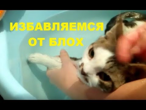 Как вывести блох у котят и кошек без химии #каквывестиблох