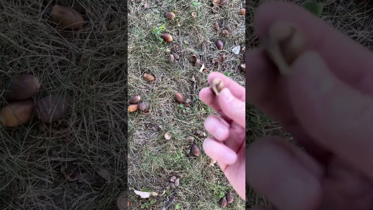 Вот как я собираю тысячи желудей, чтобы вырастить белые дубы (Quercus alba)