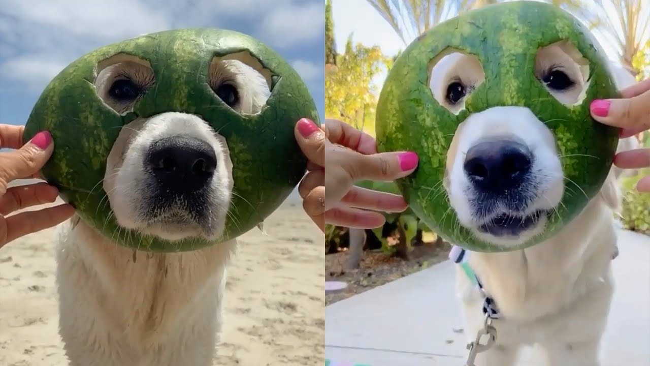 Dogs Wearing Watermelon Helmets