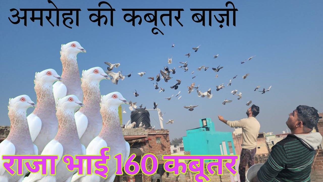 अमरोहा की कबूतर बाज़ी। राजा भाई के 160 कबूतरो का शानदार शौक।