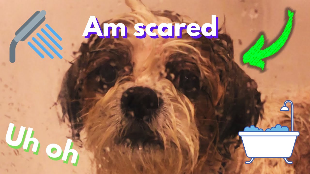 my-cute-shih-tzu-takes-a-bath-must-watch-youtube