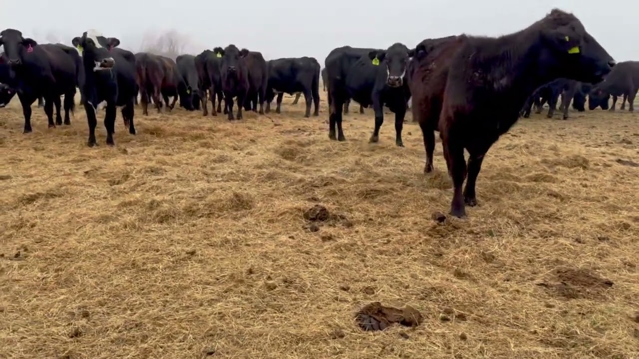 45 head of Black and Black Motley Face Cows, 