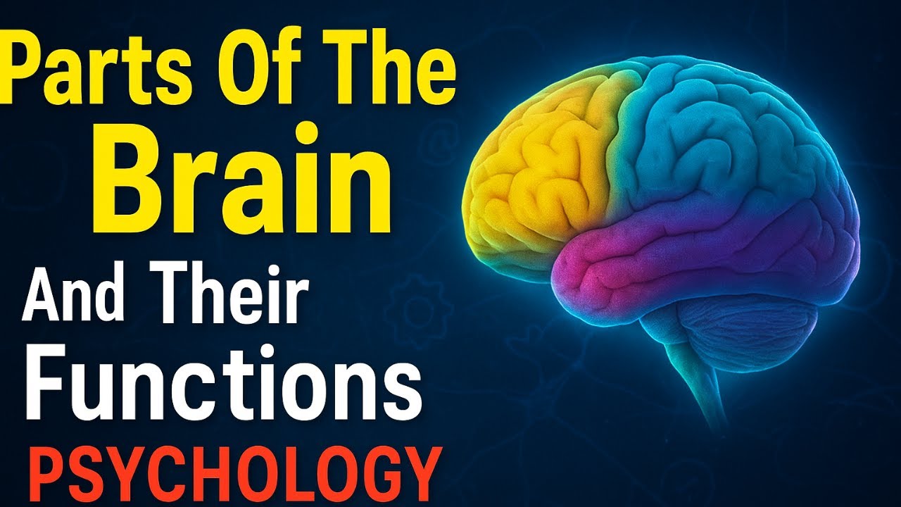 Parts Of The Brain And Their Functions Psychology (in 10 Minutes)