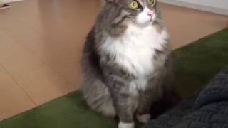 外を見つめ続ける猫 ノルウェージャンフォレストキャットContinue to look outside.Norwegian Forest Cat.