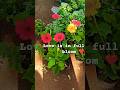 guess this flowers name#Grow girl #Love like flowers #Reels#👍❤️🩷