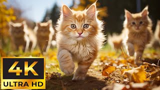 Cute Baby Animals 4K ~ Healing of Stress, Calming Music for Anxiety and Depression Relief by Tiny Paws 1,299 views 3 weeks ago 11 hours, 54 minutes