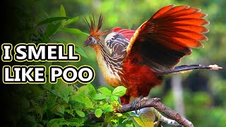 Hoatzin facts: more dinosaurs than you think | Animal Fact Files