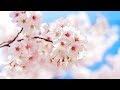 Morning Relaxing Music - Meditation Music For Stress Relief, Yoga Music, Study Music (Wyke)