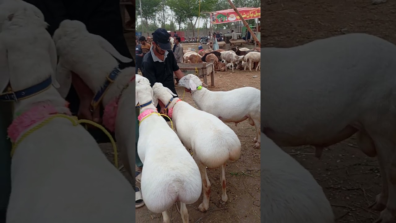 Mandi Prices are High| Qurbani 2025 | ALLAH Qabool farmaye | 