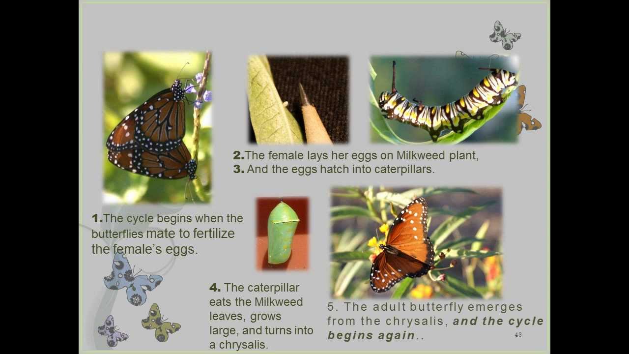 amazing engine metamorphosis alpha pdf amazing engine metamorphosis alpha pdf