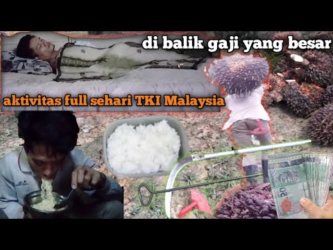This is the activity of Malaysian Indonesian migrant workers in palm oil plantations, behind the ...