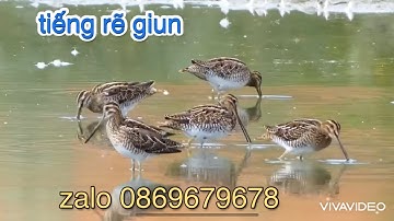 tiếng rẽ giun bản víp mới nhất đang ăn chim nhất hiện tại.ae đang săn lùng.tiếng bao ae hết vụ