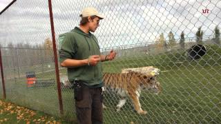 Zookeeper Talks About Siberian Tiger