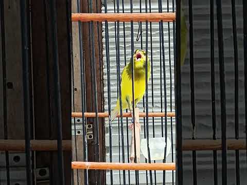 kenari gacor panjang Cuit Cuit EMOSI, Pancingan Kenari Paud Belajar Bunyi, terapi AMPUH Kenari MACET