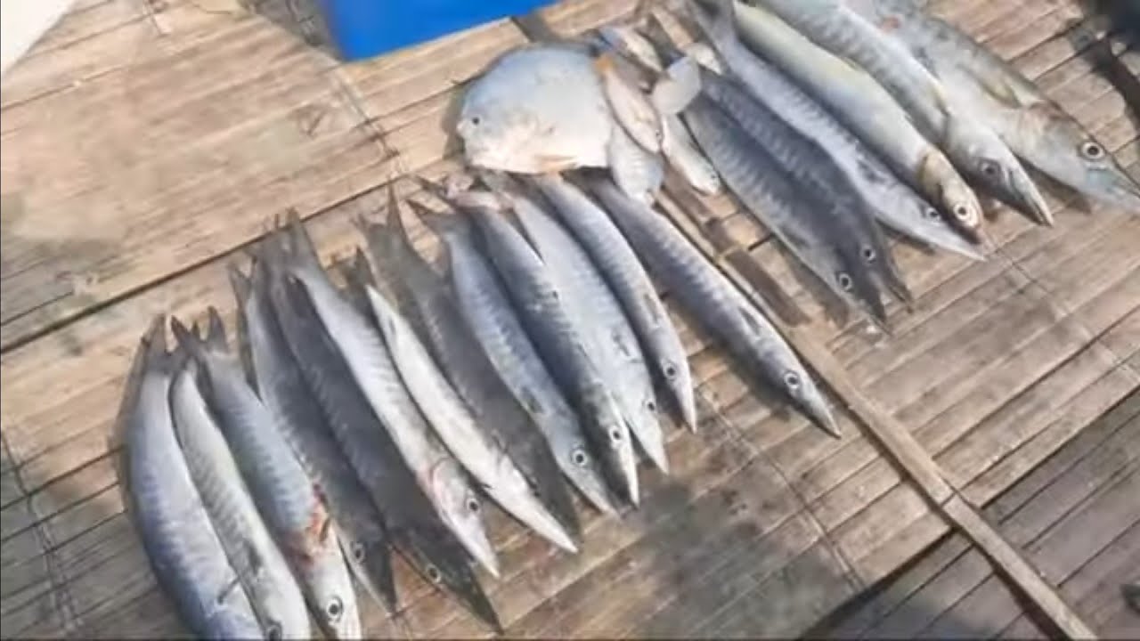 Bongkar Rahasia Mancing ikan barakuda Supaya Panen Terus Strike Terus