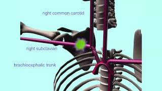 ARTERIES OF THE THORAX