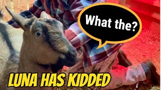 Challenging Goat Birth / Goat Birth on Farm