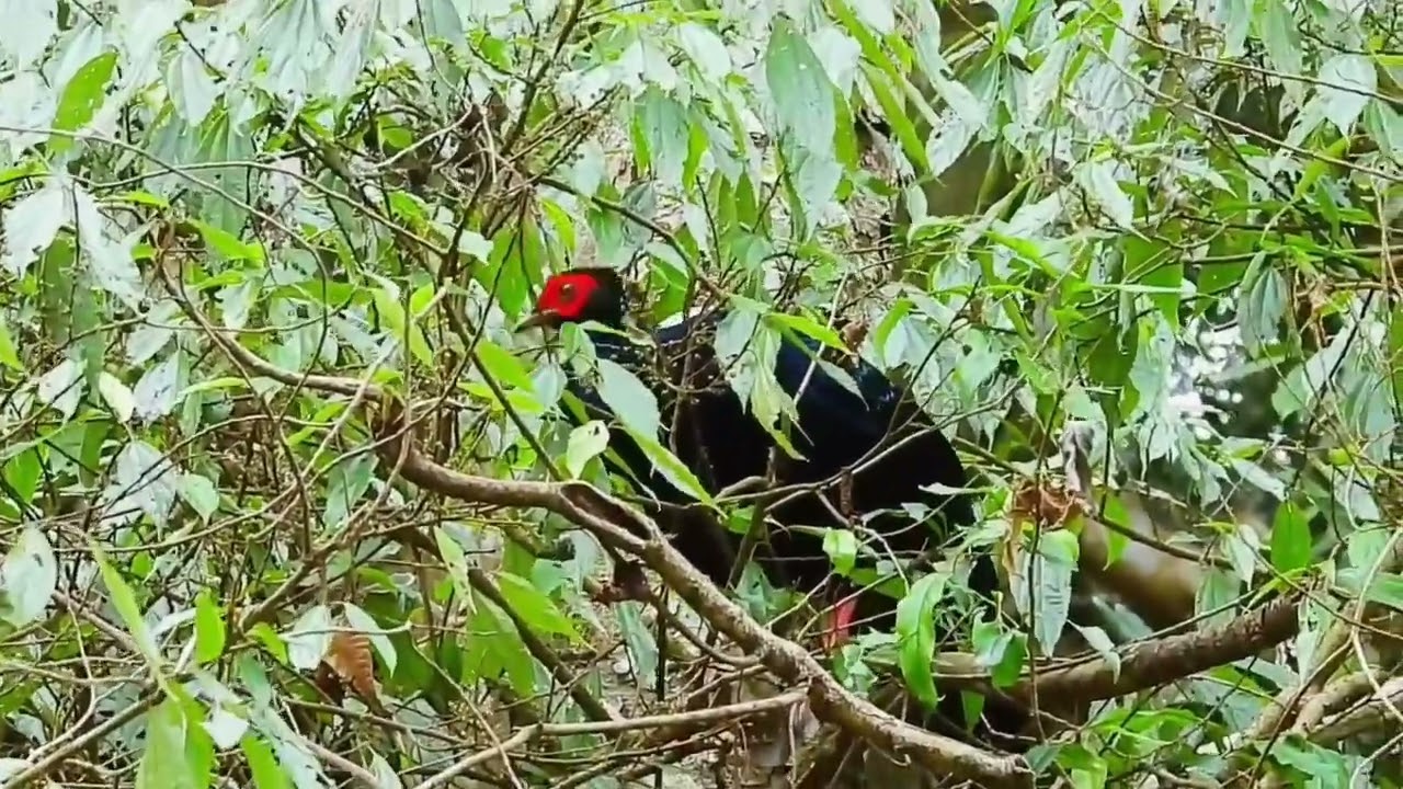 2026/01/27  藍腹鷳