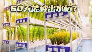 60天能种出水稻？产出的大米口感究竟怎样，好吃吗？| 农业致富经 Agriculture And Farming