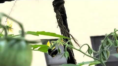 2020 GroBucket Update Sept 3rd