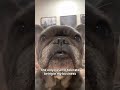👀 #frenchbulldog #dogshorts #frenchie #funnydog #funnydogs #dog #dogs #frenchies #cutedog