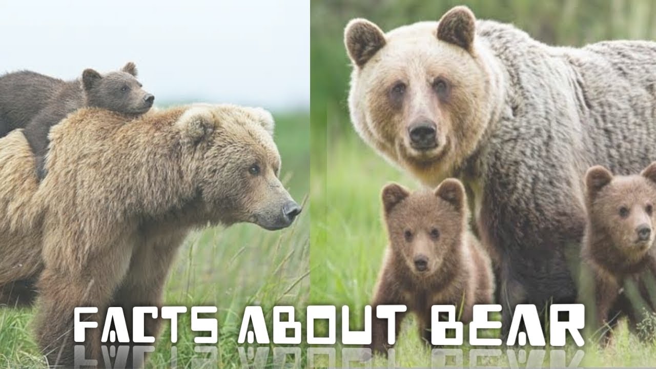 10 Fascinating Facts About Bears - YouTube