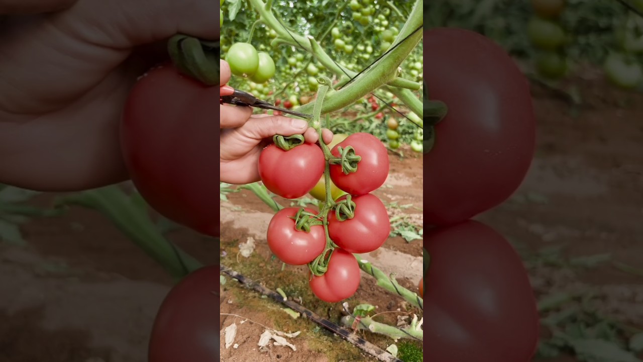 Tomato cultivation techniques 