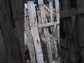 kambing domba embek goat #kambing #domba #embek #goat