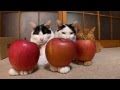 のせ猫　まとめ１