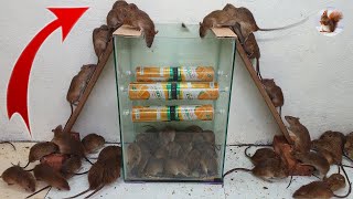 Homemade Rat Traps Best With Beer Cans The Place With The Most Rats In The World Mouse Trap