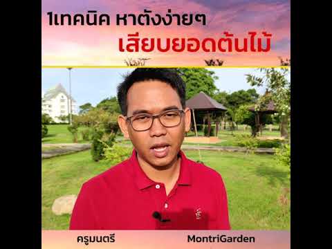 1เทคนิค หาตังง่ายๆ เสียบยอดต้นไม้