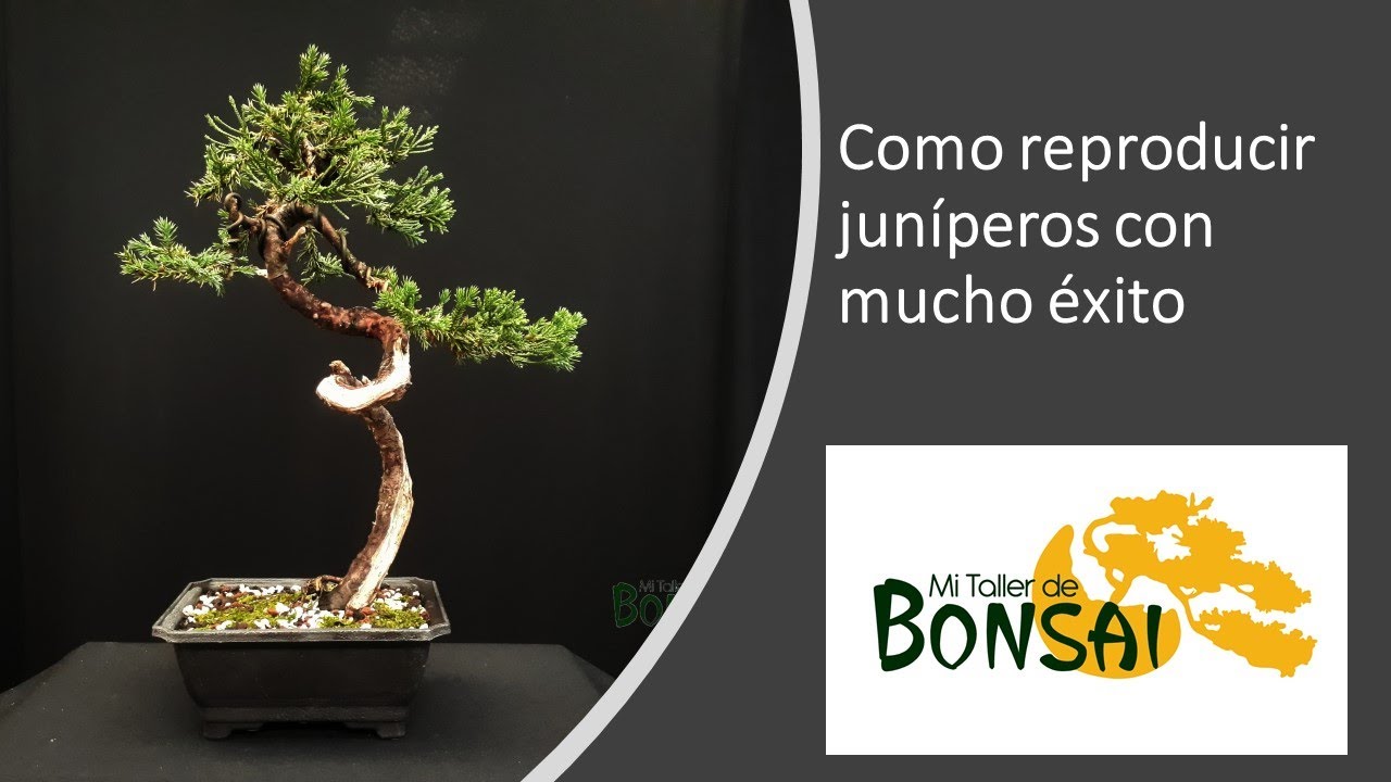 Como reproducir JUNIPEROS con MUCHO EXITO