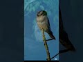 🦉 Can Turn Their Heads 270°! 😲#Owl #OwlFacts #Nature #Birds #WildlifeFacts #Shorts