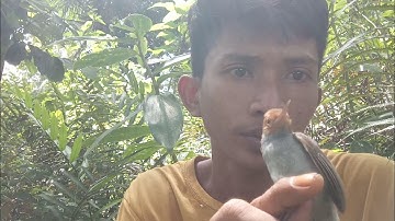 Mikat burung prenjak merah sangat mudah Gak Butuh Waktu Lama Auto Lengket [] Bird Trap