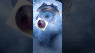 Bilberry