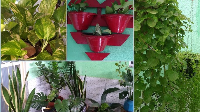 12 plantas capazes de sobreviver no canto mais escuro da sua casa !! 