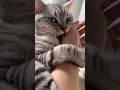 【猫動画】パパが出社の日と在宅の日の猫の違い。#shorts