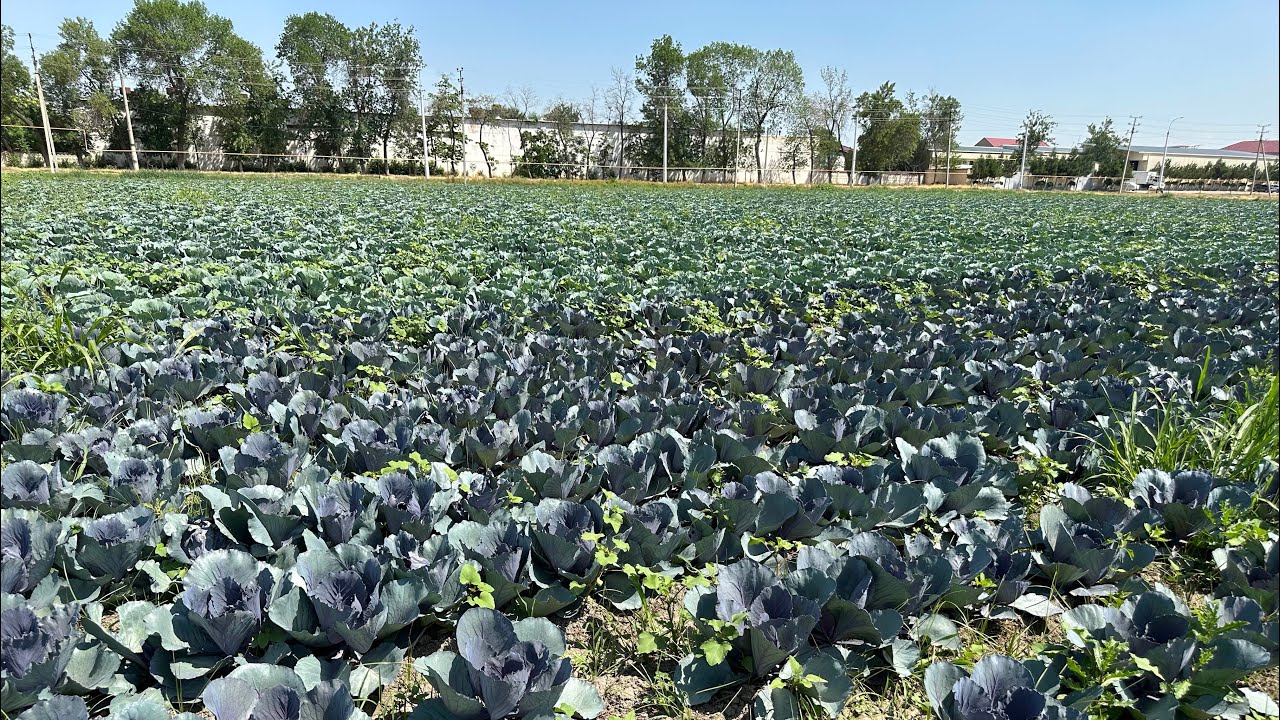Karom yetishtirishdagi xato va kamchiliklar