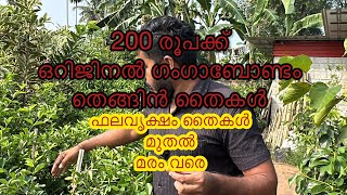 വലിയ മരങ്ങളുടെ ഒരു വലിയ കളക്ഷൻ ... അബിയു മരം വെറും 850 രൂപയിൽ by Abiya Garden 13,214 views 4 months ago 22 minutes