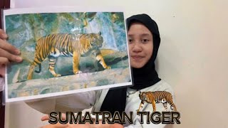 7. DEAJENG BUNGANUSA FARASANI | REPORT TEXT | SUMATRAN TIGER